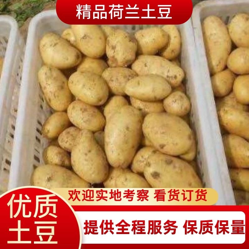 荷兰十五土豆，货品，产地直销，稳定供应全国市场