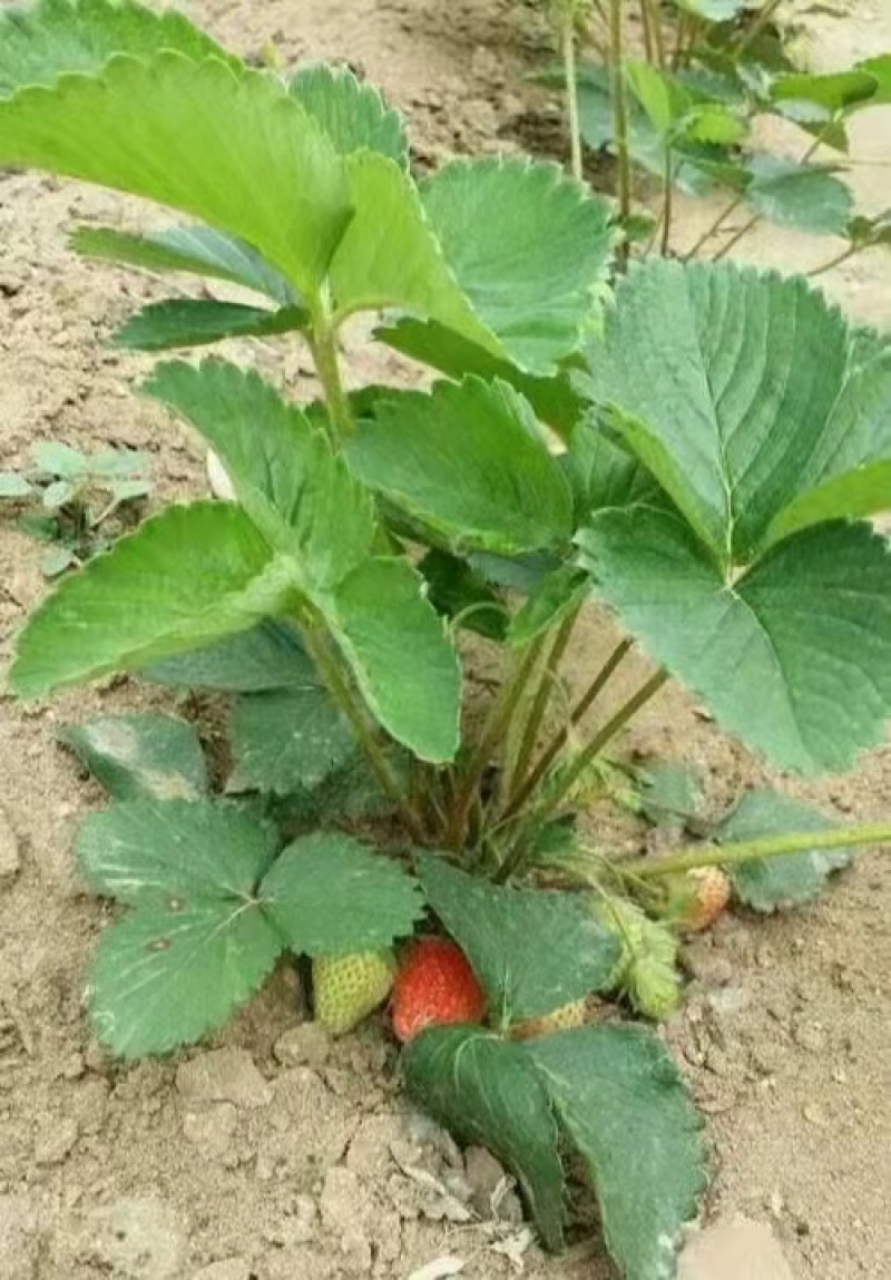 大塞蜜保草莓苗，优质草莓苗大量上市，价格美丽成活率高