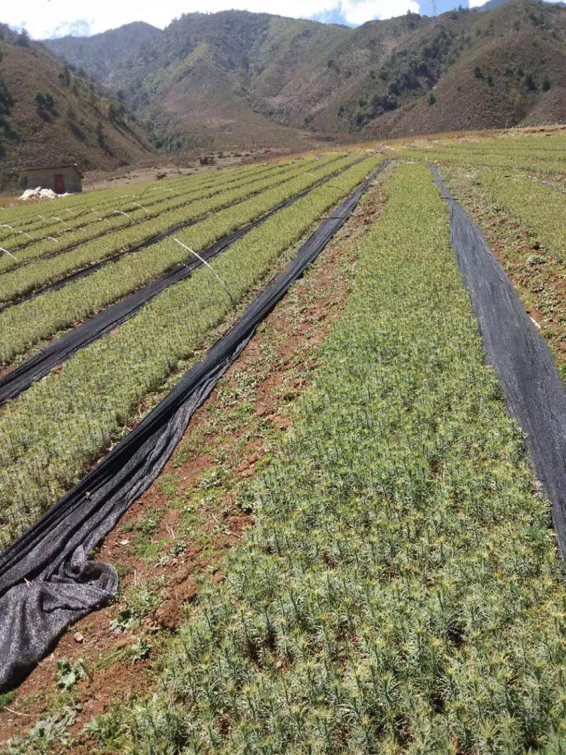 华山松苗，华山松袋苗，一手货源。