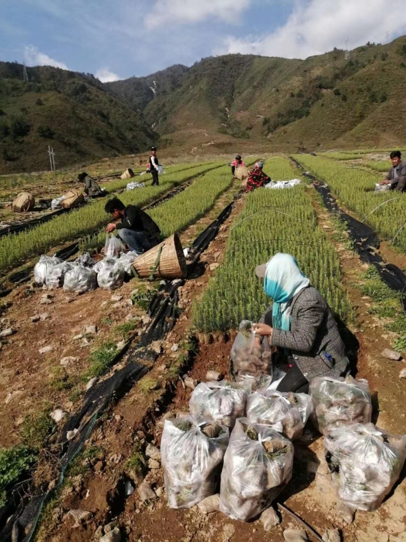 华山松苗，华山松袋苗，一手货源。