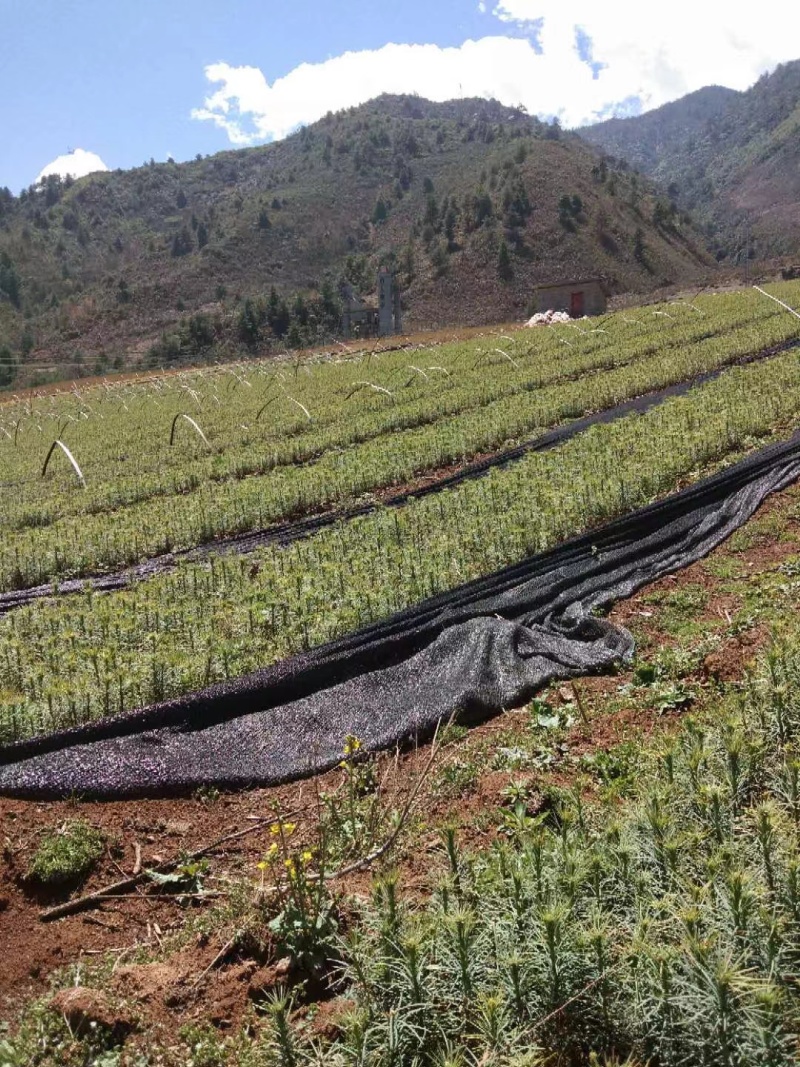 华山松苗，华山松袋苗，一手货源。