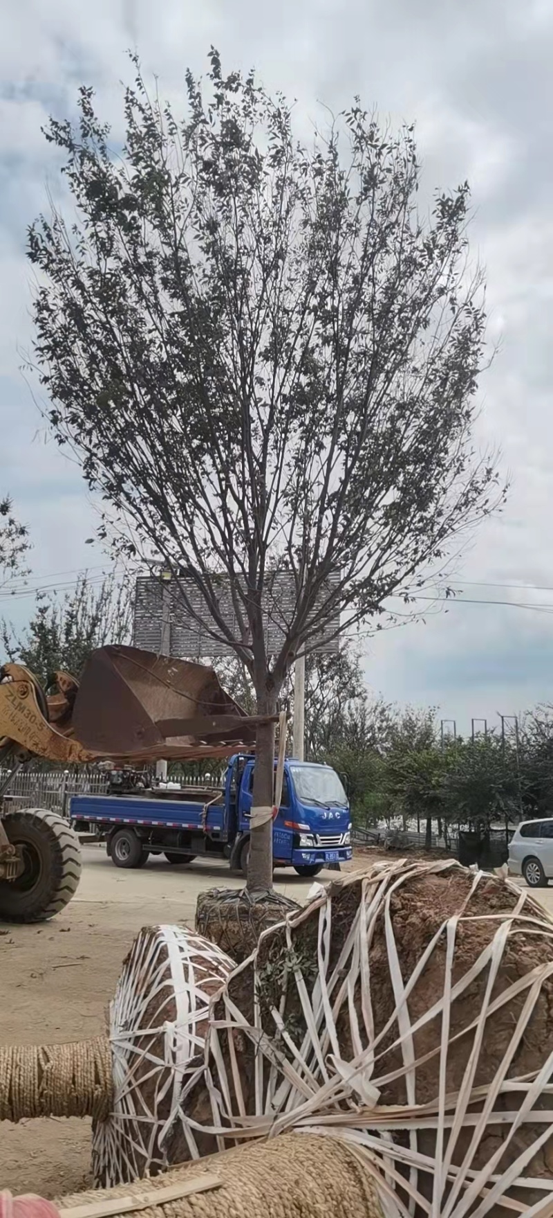 精品榉树，自有苗场，全程提供技术指导，一手货源价格优惠