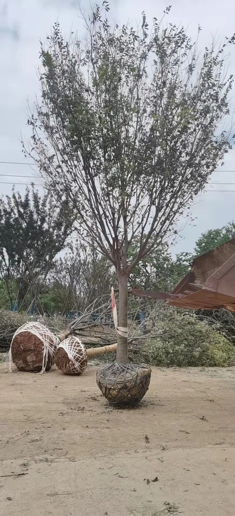 精品榉树，自有苗场，全程提供技术指导，一手货源价格优惠