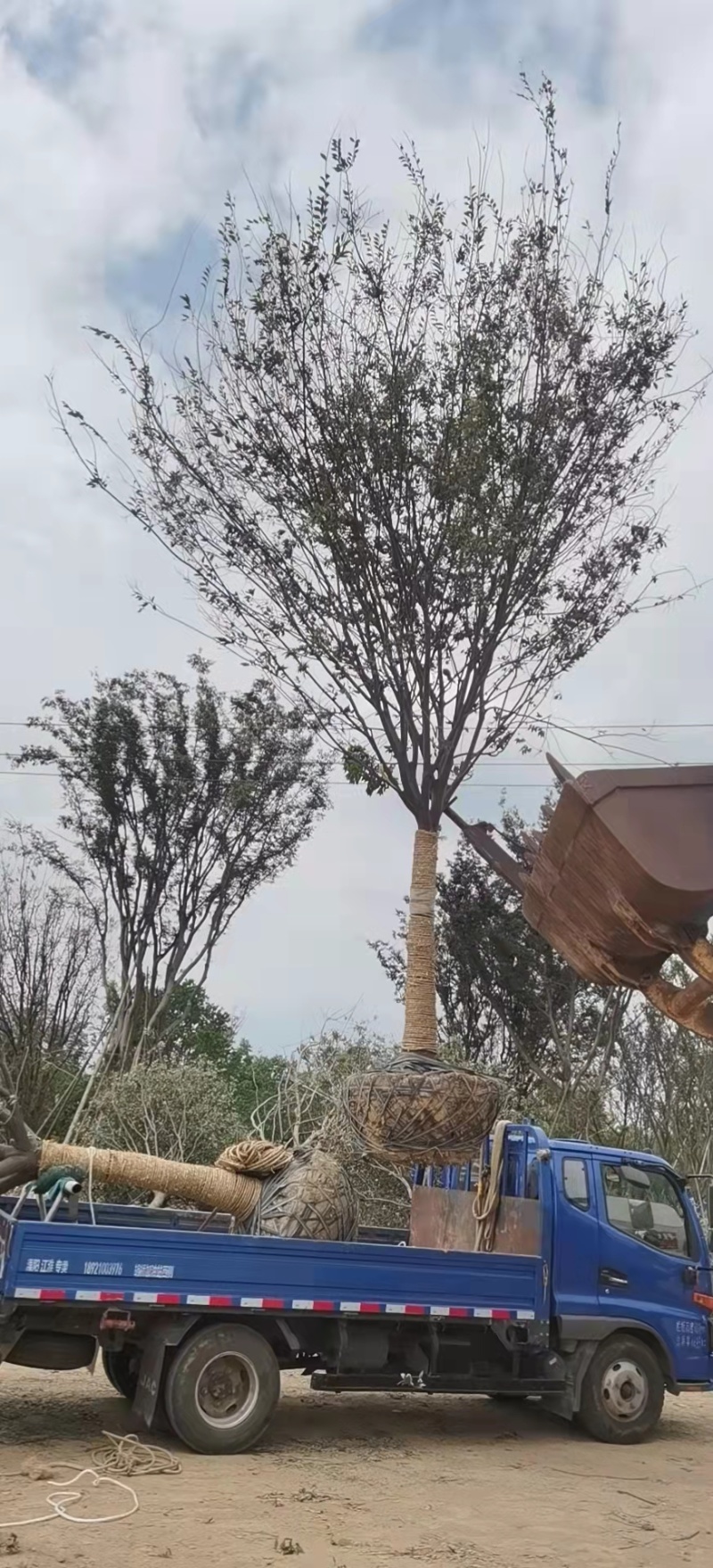 精品榉树，自有苗场，全程提供技术指导，一手货源价格优惠