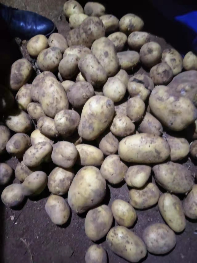【土豆】内蒙精品V7土豆量大从优欢迎选购咨询