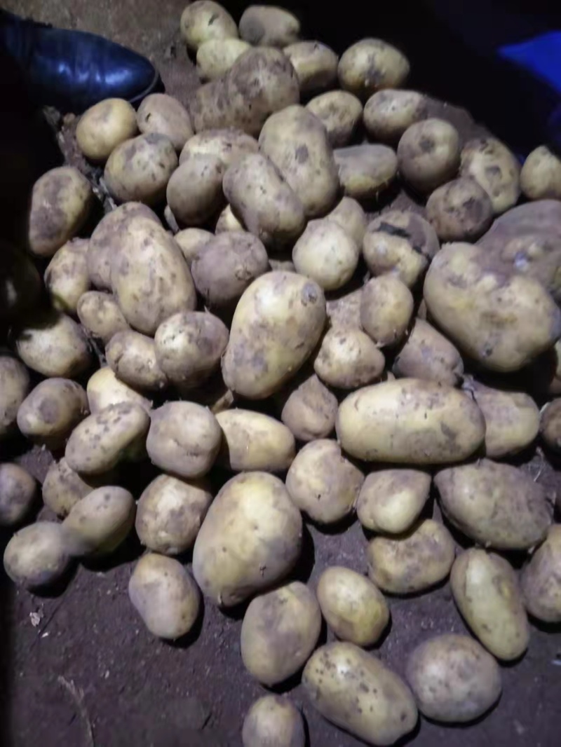 【土豆】内蒙精品V7土豆量大从优欢迎选购咨询