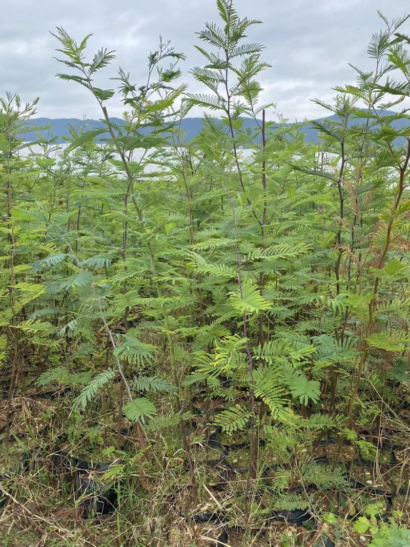 四川凉山金合欢，银荆树大量有货一手货源欢迎来电选购