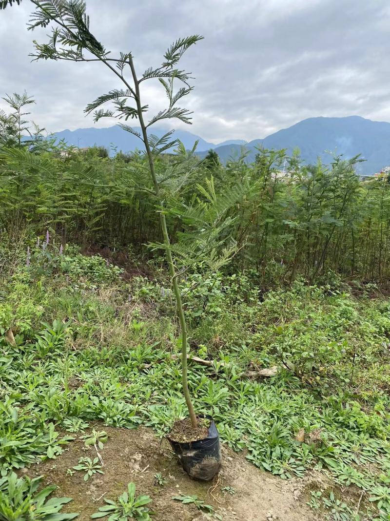 四川凉山金合欢，银荆树大量有货一手货源欢迎来电选购