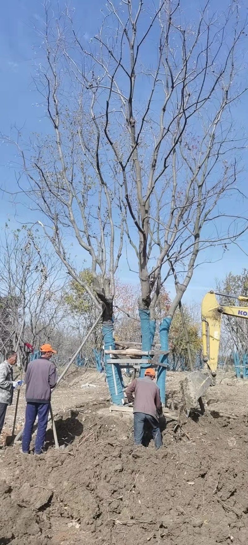 【精品】丛生乌桕，产地直发，支持视频看货。全程技术指导。