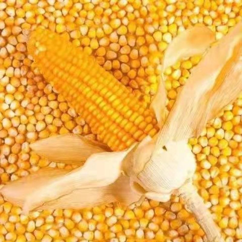 周口黄玉米农作物种植基地品质有保证欢迎进店咨询