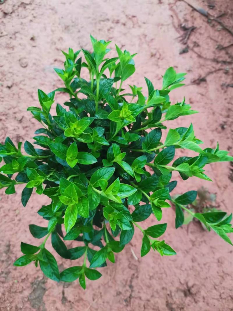 栀子花苗栀子花小苗绿化工程杯苗绿化花灌木