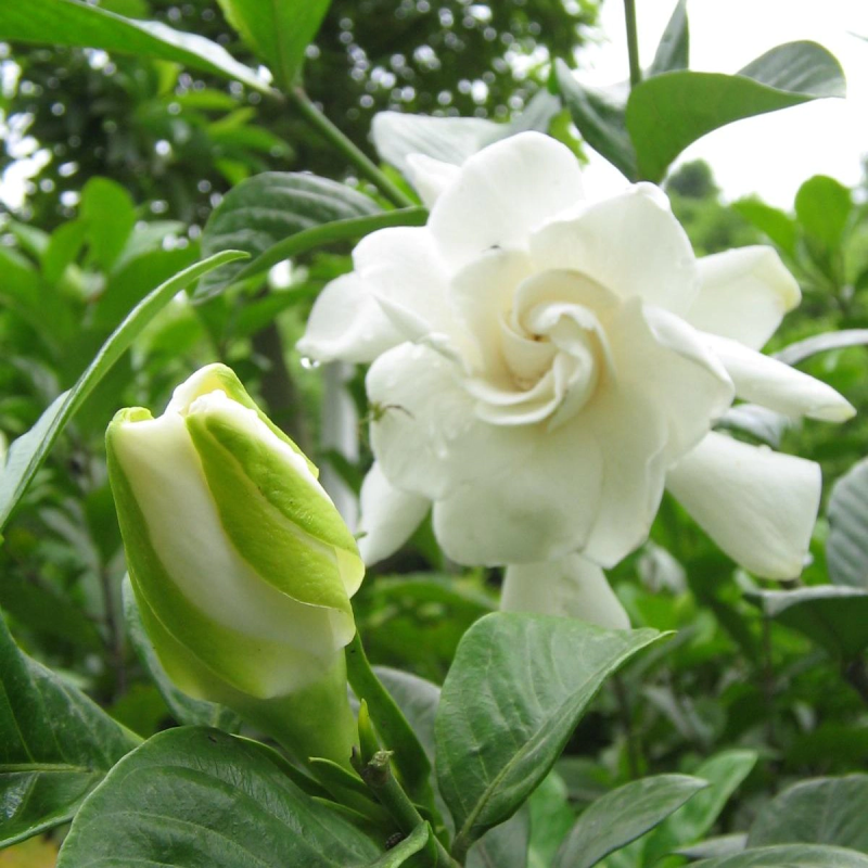 栀子花苗栀子花小苗绿化工程杯苗绿化花灌木