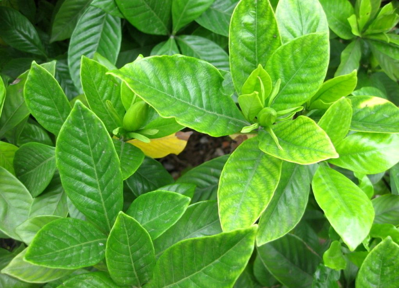 栀子花苗栀子花小苗绿化工程杯苗绿化花灌木