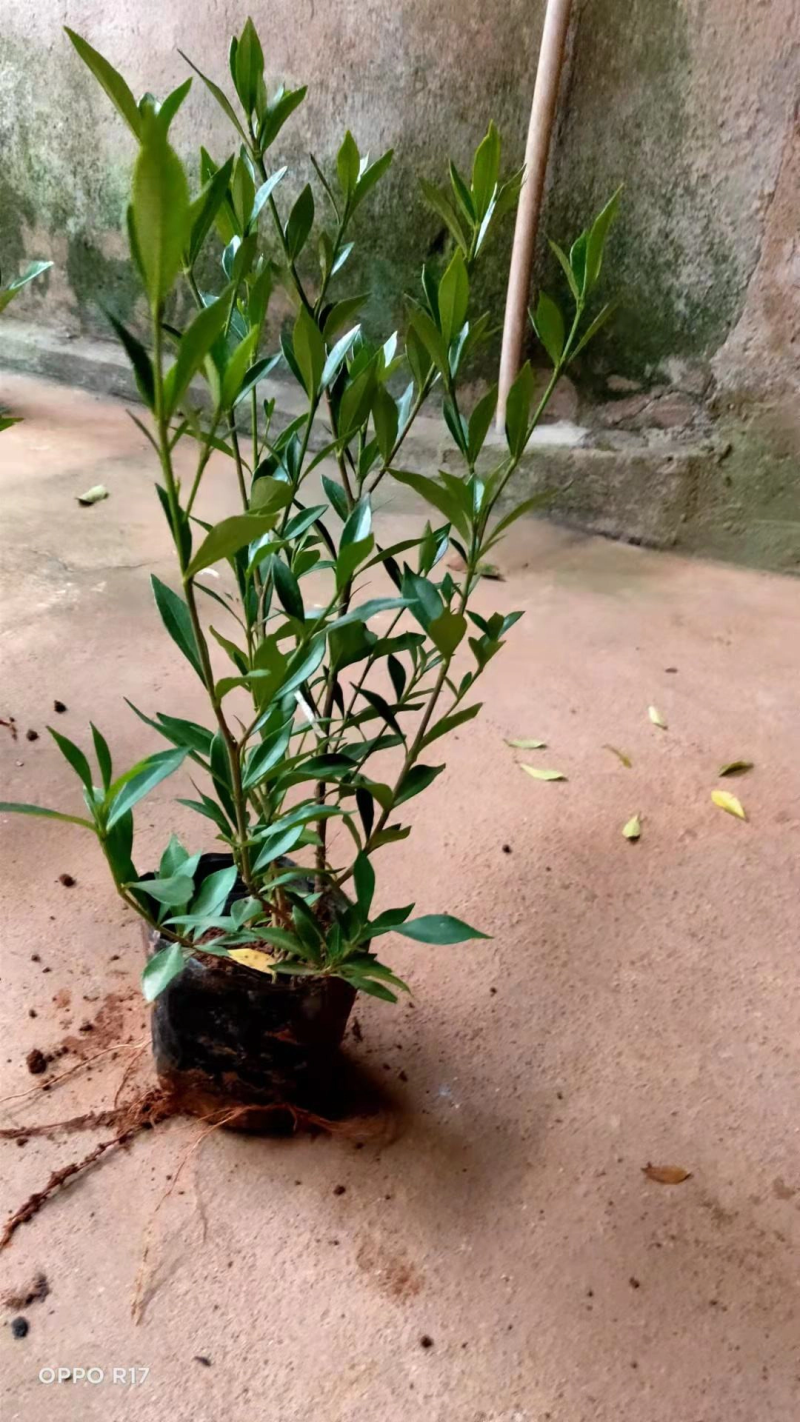 栀子花苗栀子花小苗绿化工程杯苗绿化花灌木