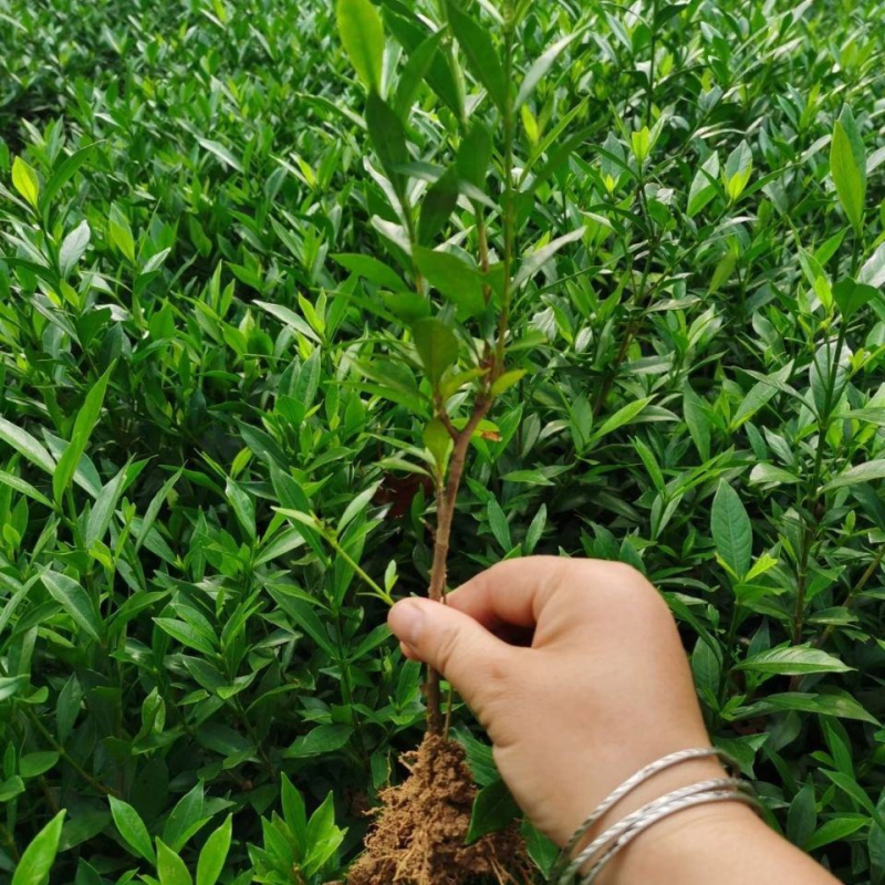 栀子花苗栀子花小苗绿化工程杯苗绿化花灌木