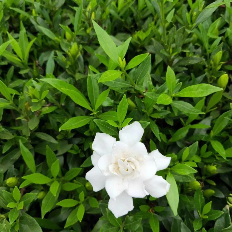 栀子花苗栀子花小苗绿化工程杯苗绿化花灌木
