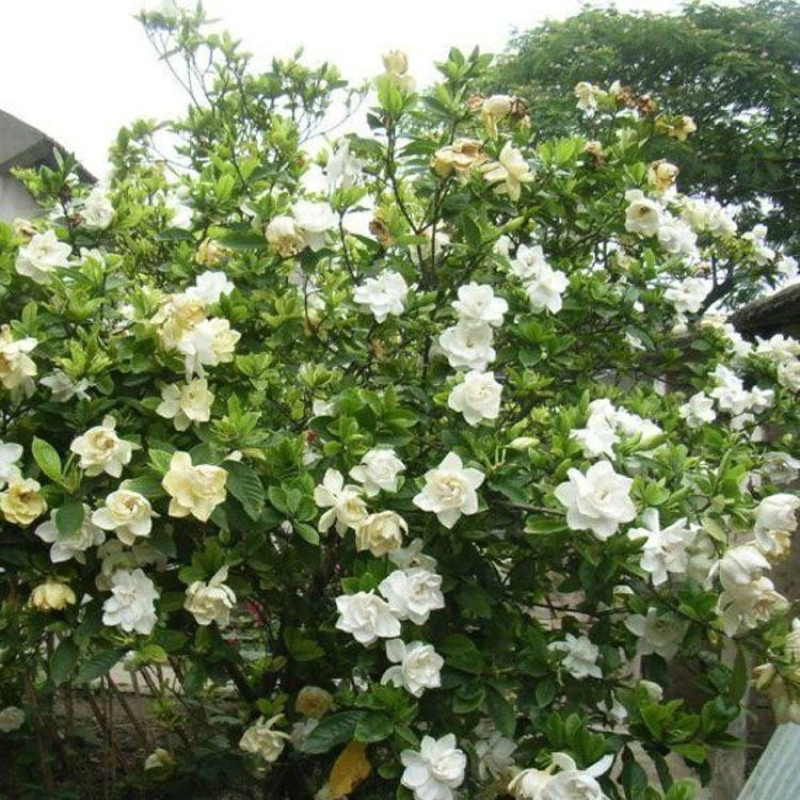 栀子花苗栀子花小苗绿化工程杯苗绿化花灌木