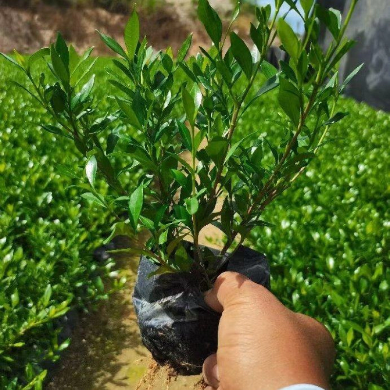 栀子花苗栀子花小苗绿化工程杯苗绿化花灌木