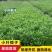 栀子花苗栀子花小苗绿化工程杯苗绿化花灌木