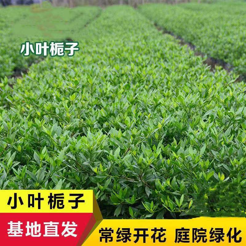 栀子花苗栀子花小苗绿化工程杯苗绿化花灌木