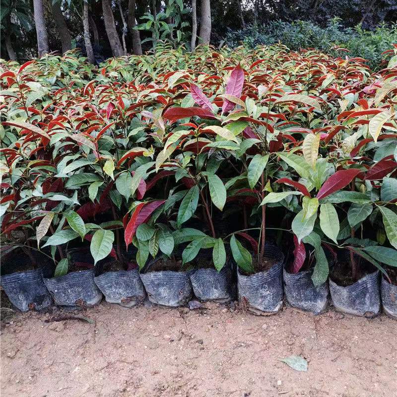 四季桂红贝桂绿化工程杯苗苗圃直发，量大从优