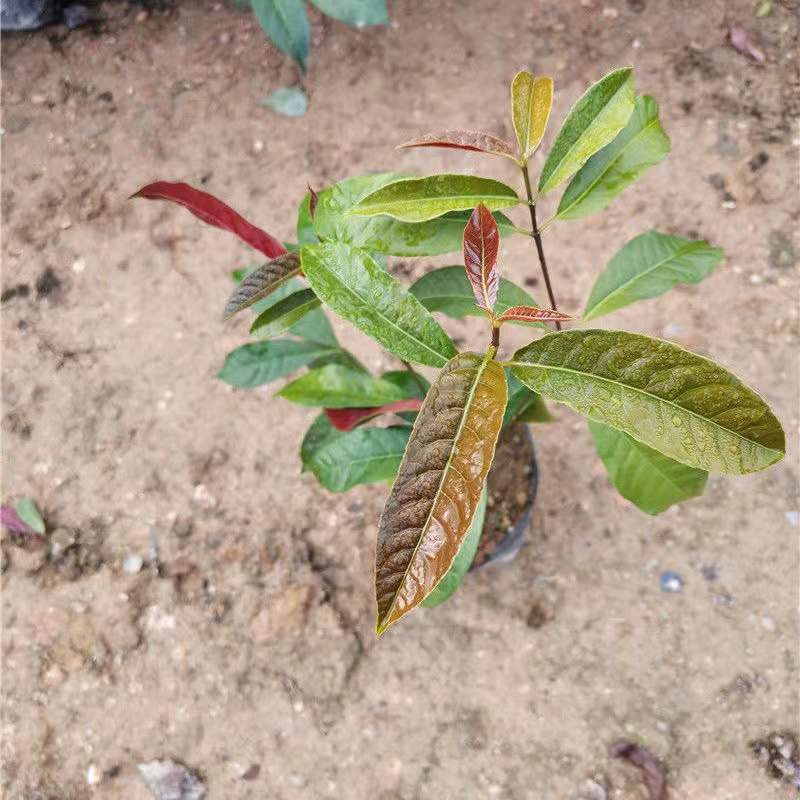 四季桂红贝桂绿化工程杯苗苗圃直发，量大从优