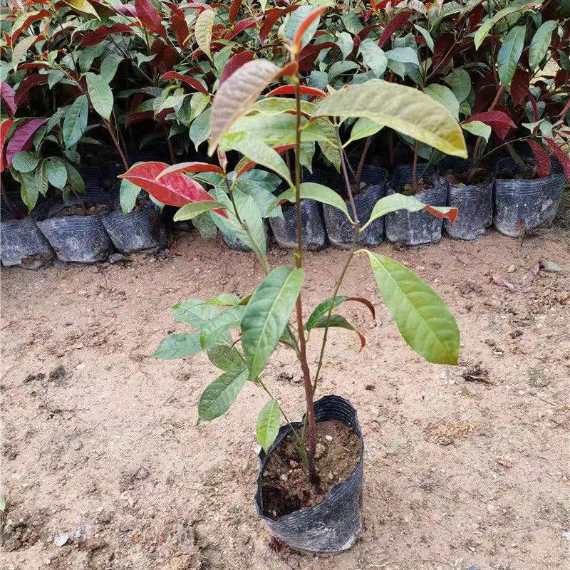 四季桂红贝桂绿化工程杯苗苗圃直发，量大从优