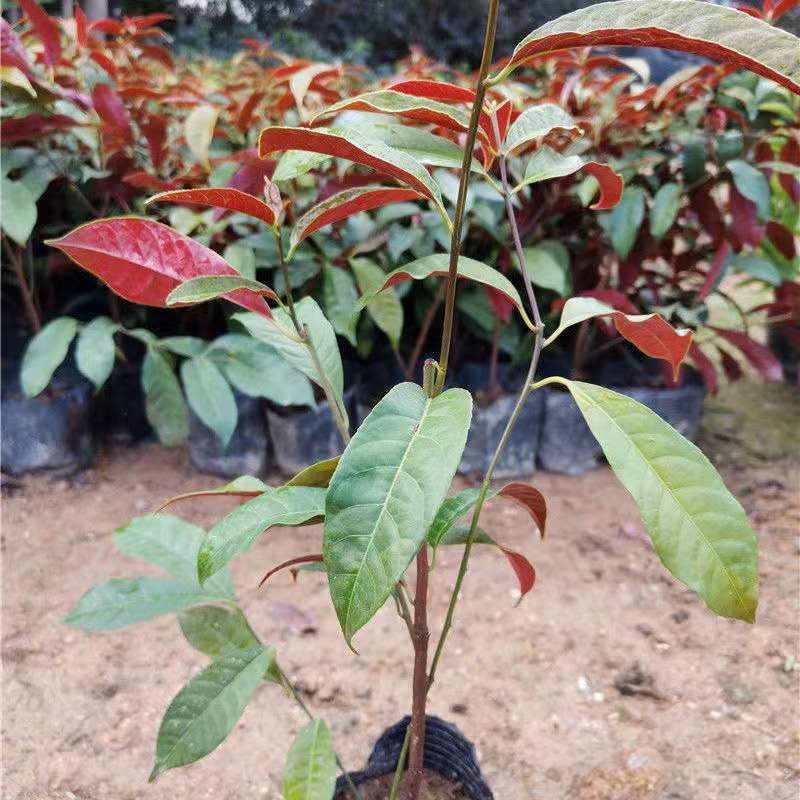 四季桂红贝桂绿化工程杯苗苗圃直发，量大从优