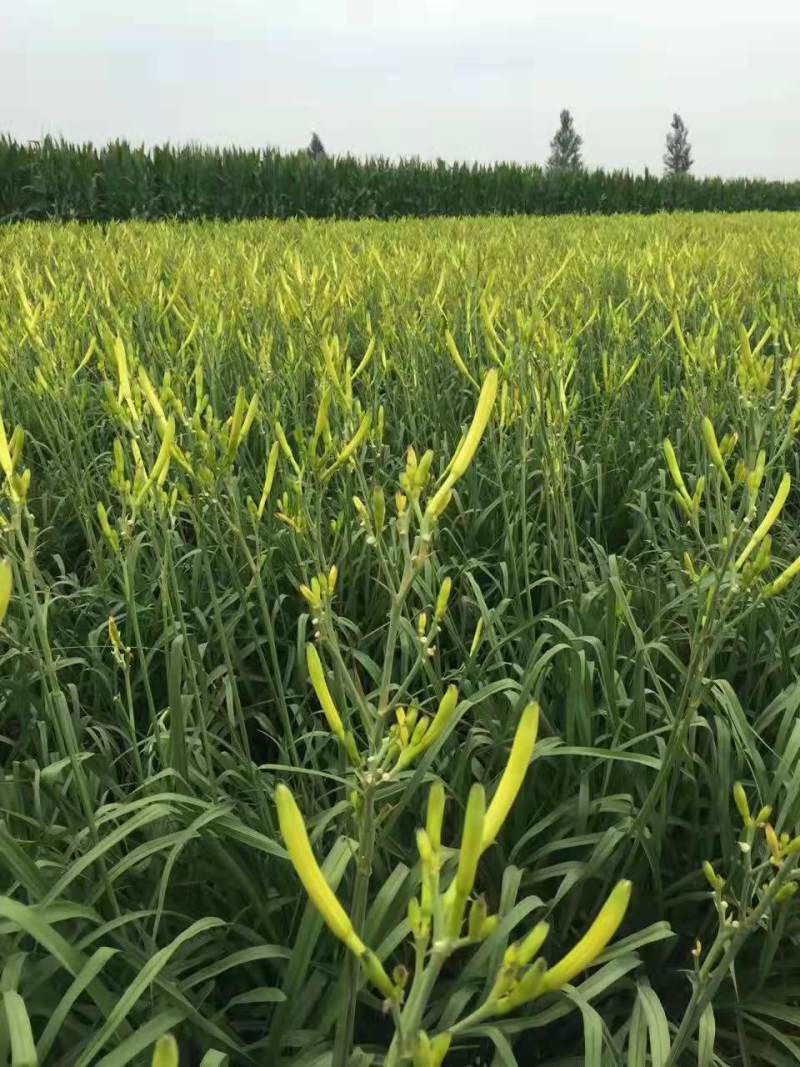 黄花菜3月初大量上市，欢迎预定新鲜黄花菜货好农家自产自销