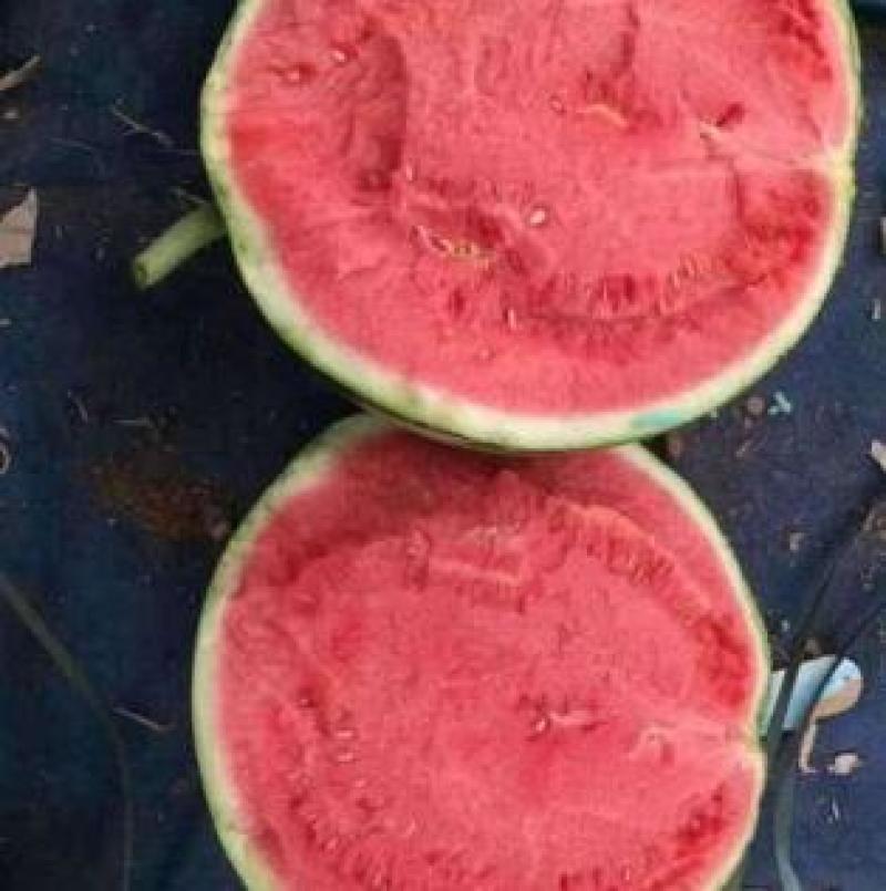 麒麟西瓜苗嫁接美都西瓜苗皮薄西瓜苗种苗