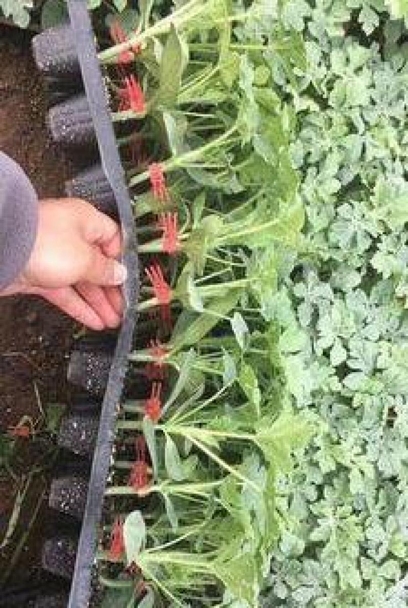 麒麟西瓜苗嫁接美都西瓜苗皮薄西瓜苗种苗