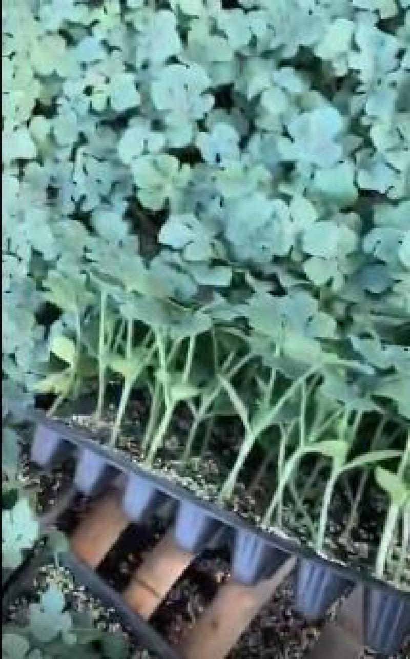 麒麟西瓜苗嫁接美都西瓜苗皮薄西瓜苗种苗