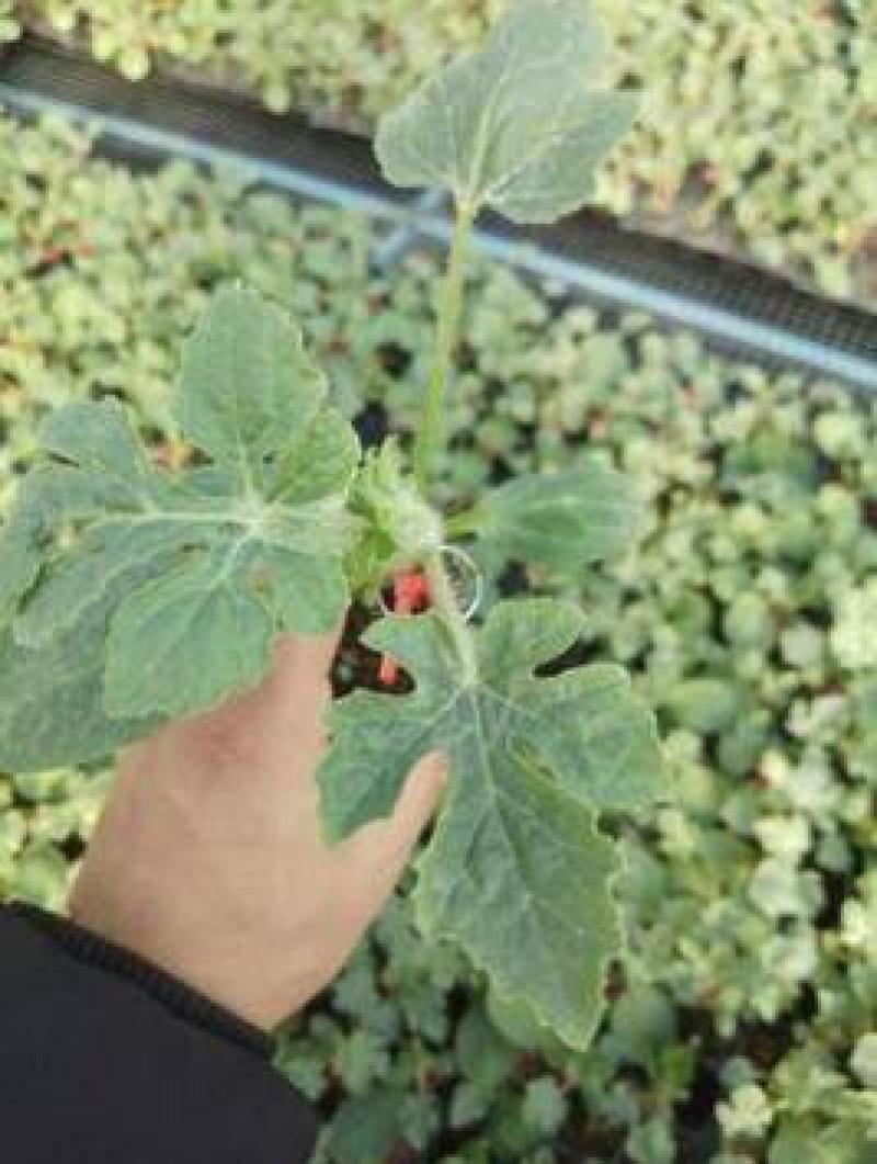 麒麟西瓜苗嫁接美都西瓜苗皮薄西瓜苗种苗