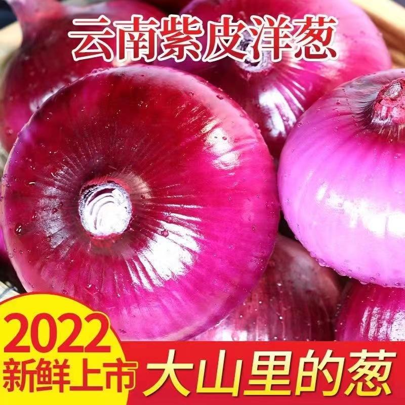 2022云南建水优质紫皮洋葱，现大量上市基地直销，货源足