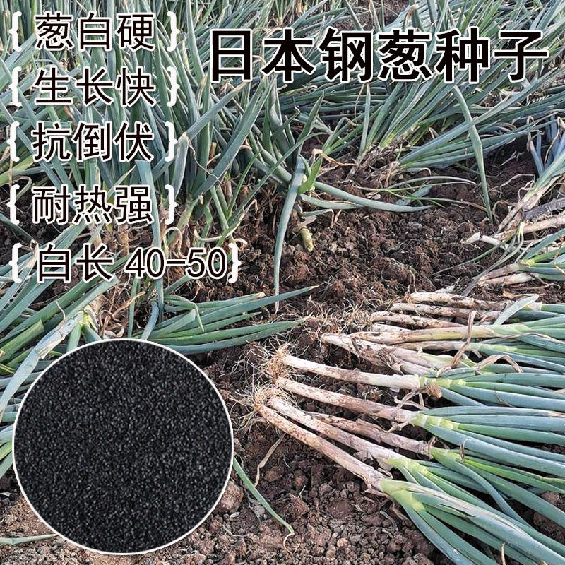 日本钢葱种子生长快抗病强富士晚抽抗倒葱白40-50