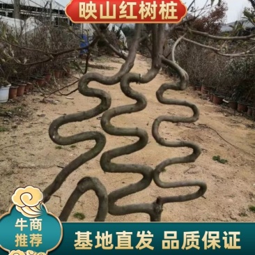 山东日照字体造型映山红典雅大方基地直销品质保证