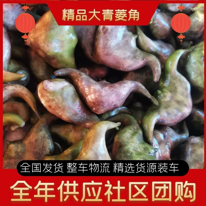 大青菱角(白货)药食同源粉糯凌角，基地新鲜采摘，欢迎咨询