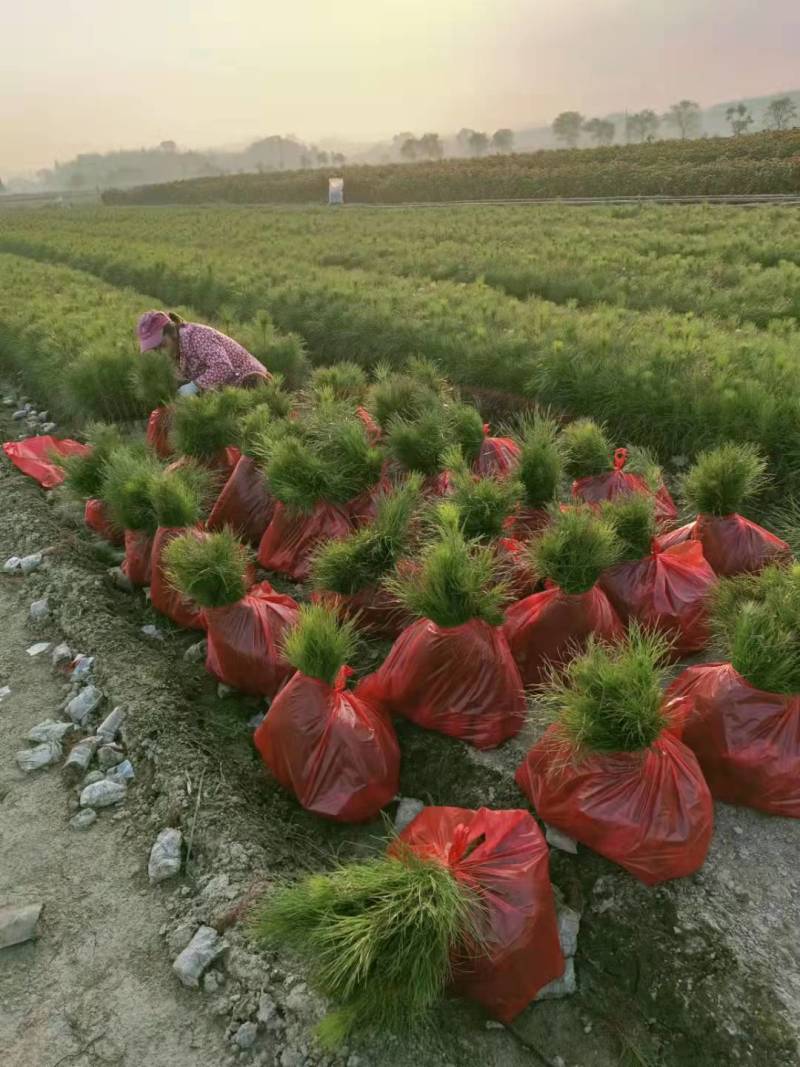 【推荐】江西湿地松杯苗产地直发品质保证诚信经营欢迎采购