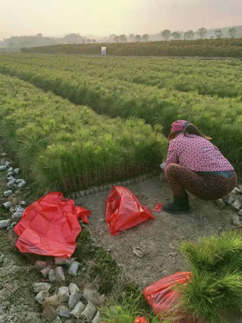 【推荐】江西湿地松杯苗产地直发品质保证诚信经营欢迎采购