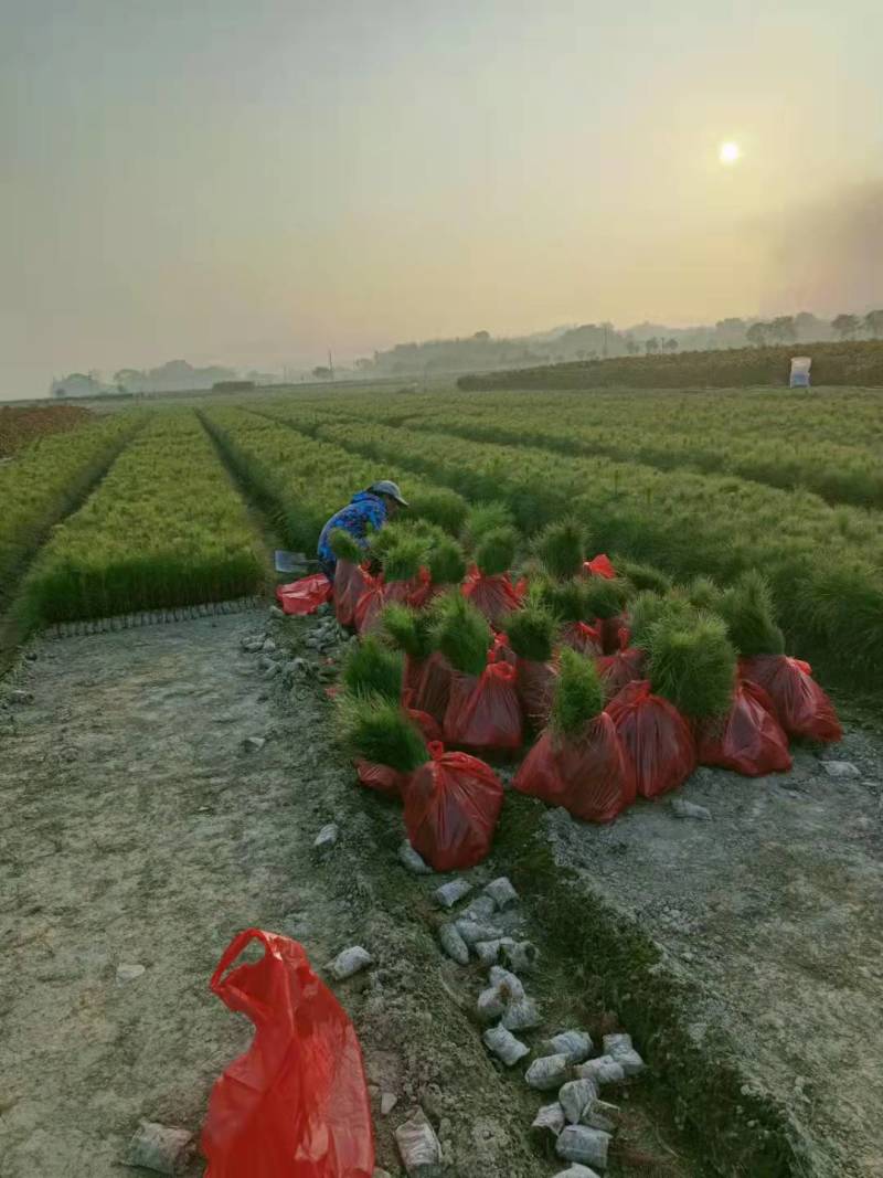 【推荐】江西湿地松杯苗产地直发品质保证诚信经营欢迎采购