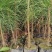【推荐】江西湿地松杯苗产地直发品质保证诚信经营欢迎采购