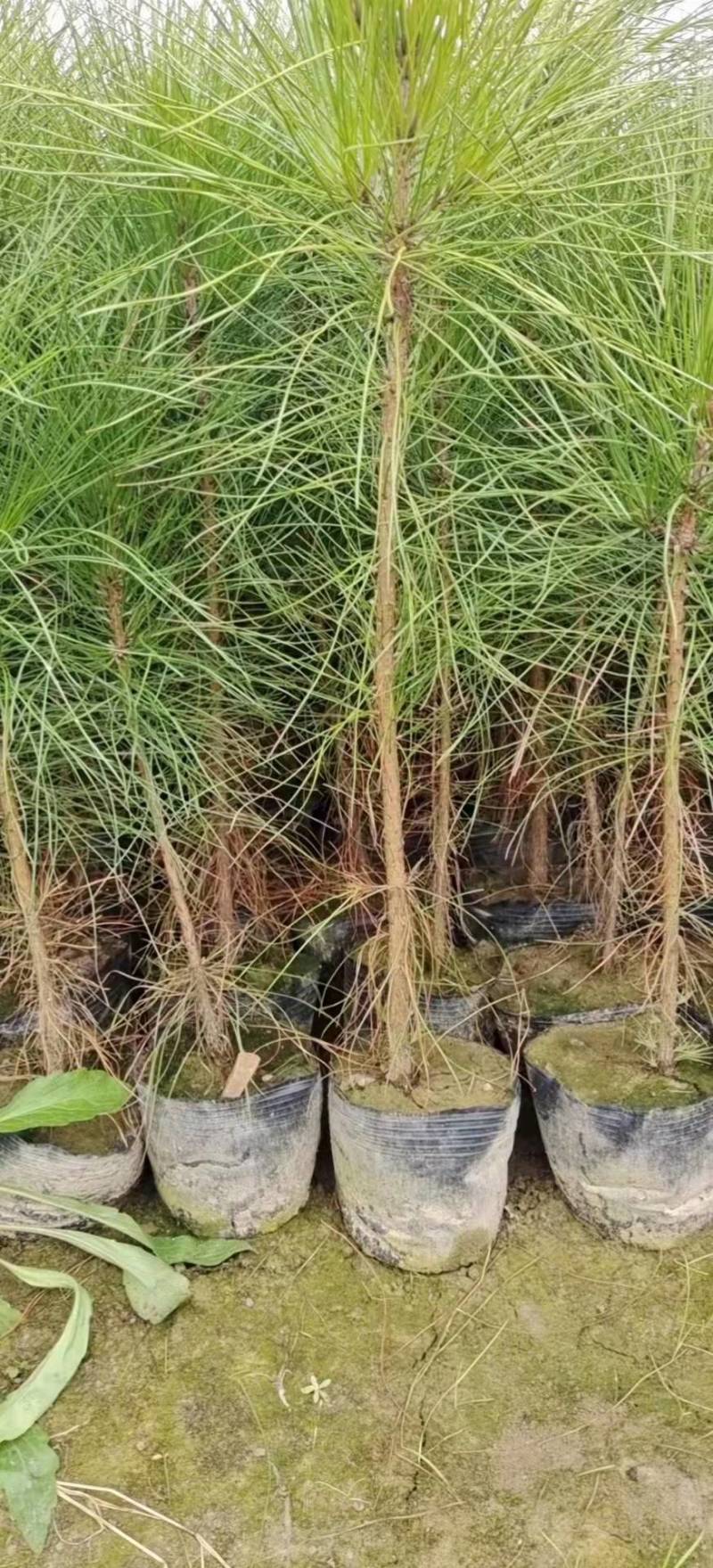 【推荐】江西湿地松杯苗产地直发品质保证诚信经营欢迎采购