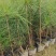 【推荐】江西湿地松杯苗产地直发品质保证诚信经营欢迎采购