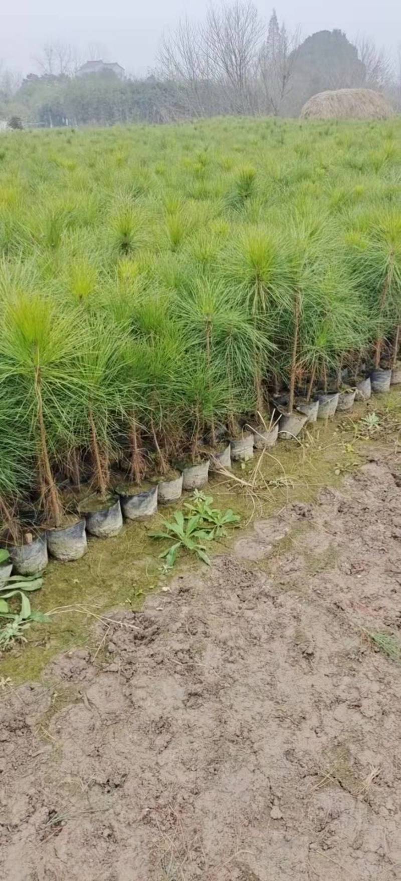 【推荐】江西湿地松杯苗产地直发品质保证诚信经营欢迎采购