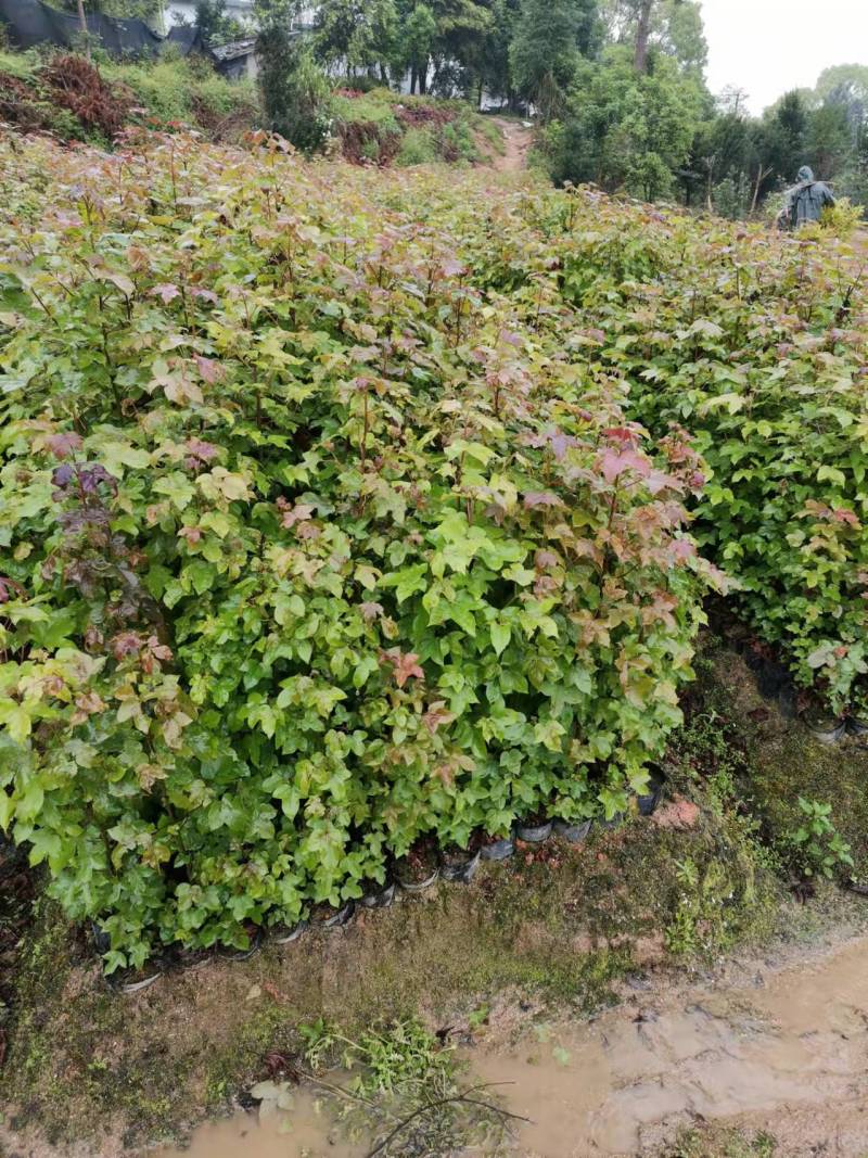 50-80公分高枫香杯苗大量上市供应、江西枫香杯苗基地