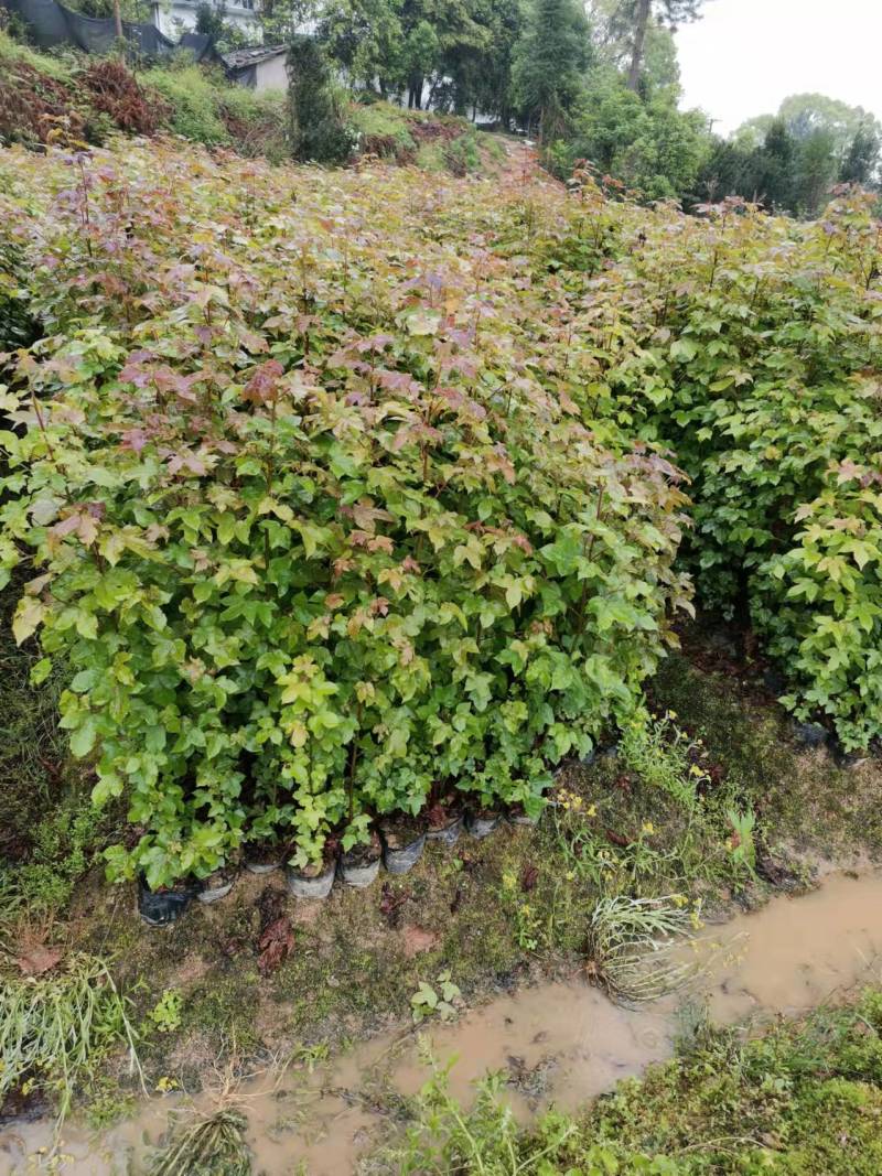 50-80公分高枫香杯苗大量上市供应、江西枫香杯苗基地