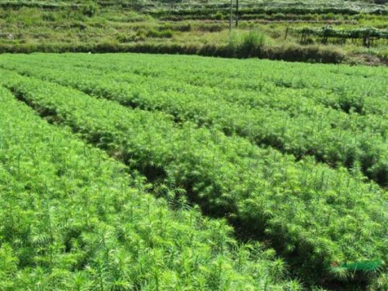 批发杉木苗，大量上市，货量大成活率高，可视频看货