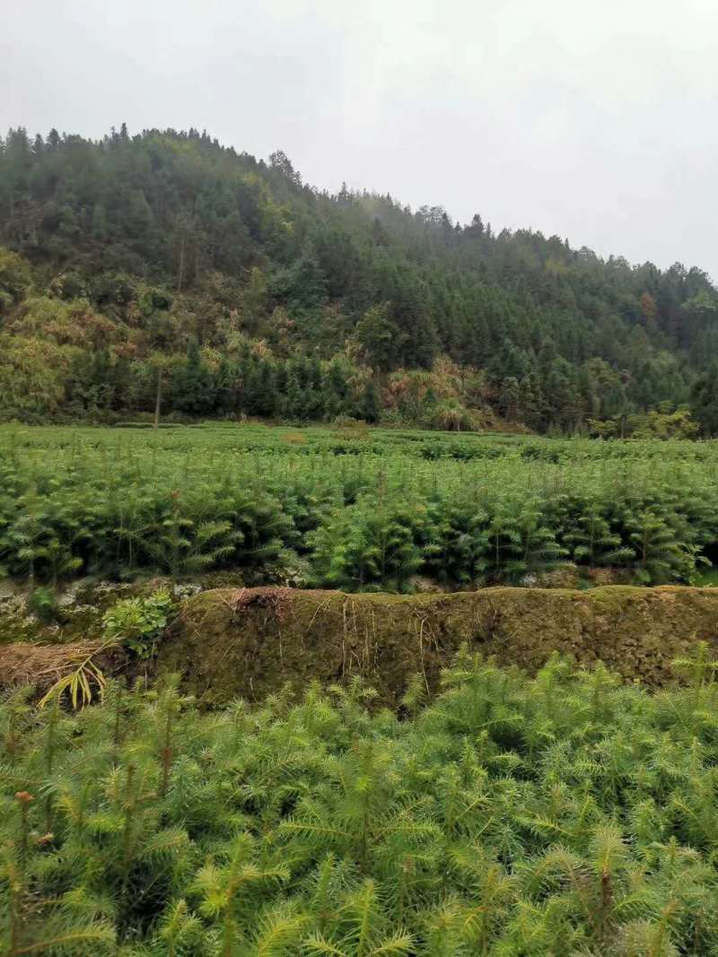 批发杉木苗，大量上市，货量大成活率高，可视频看货