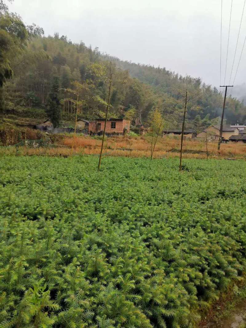 批发杉木苗，大量上市，货量大成活率高，可视频看货