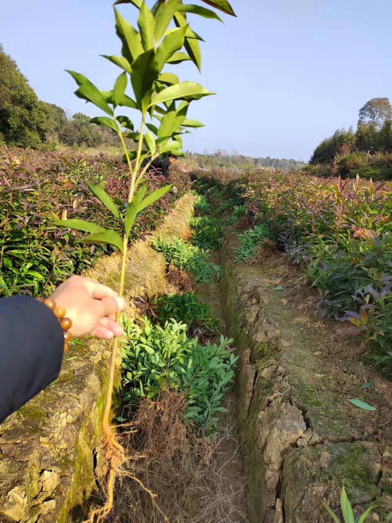 江西木荷苗造林小苗一年木荷苗30-50公分高造林苗